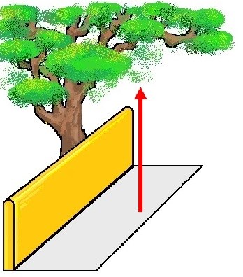 Diagram showing height of lower branches