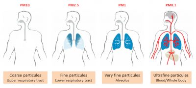 Diagram showing how particles penetrate into the lungs. 4 images of lungs where PM10 Coarse particles are in the upper respiratory tract, PM2.5 fine particles penetrate the lower respiratory tract, PM1 very fine particles penetrate the Alveolus and PM0.1 ultrafine particles penetrate into the blood and through the whole body.